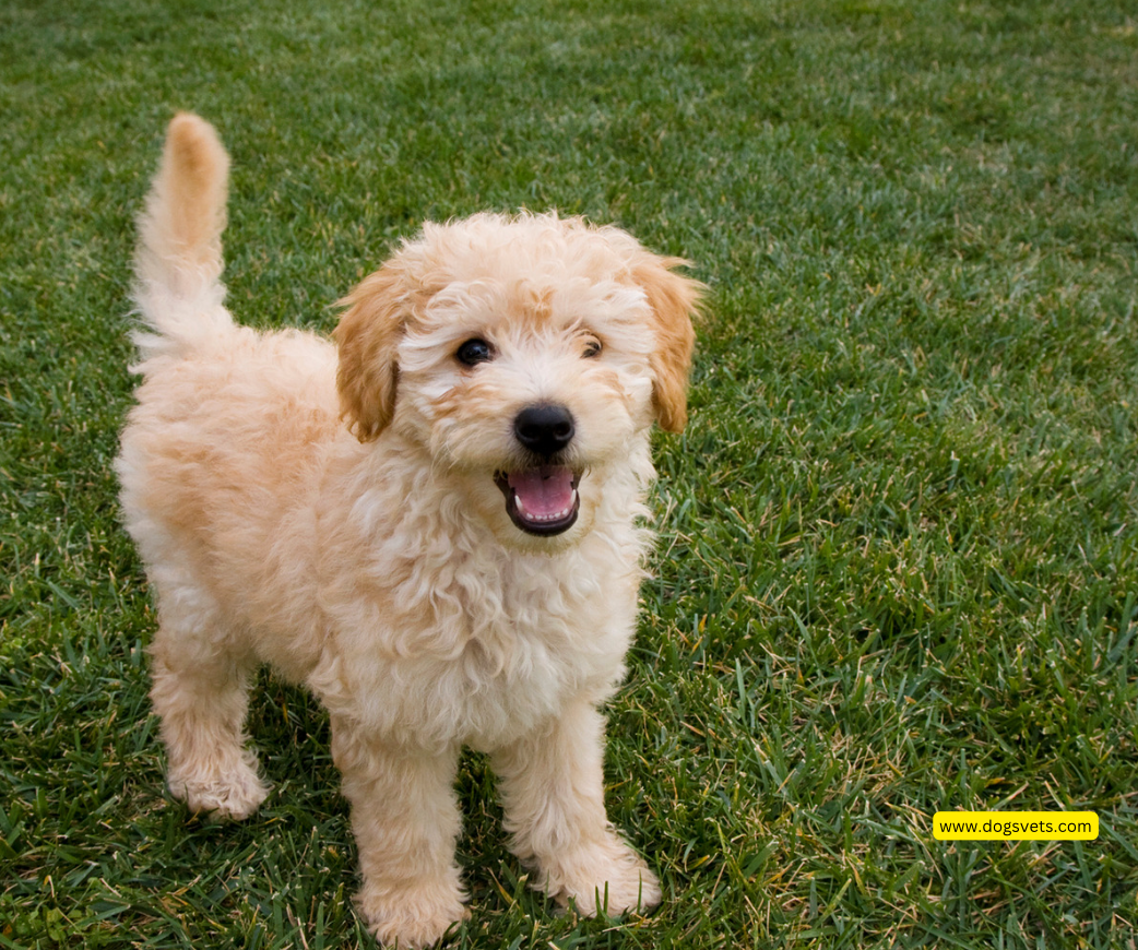 Understanding the Goldendoodle Temperament